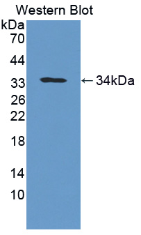 PAC612Ra01.jpg