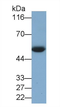 PAC614Ra01.jpg