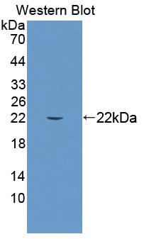 PAC623Hu01.jpg