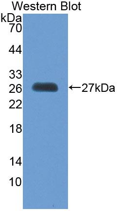 PAC629Hu01.jpg