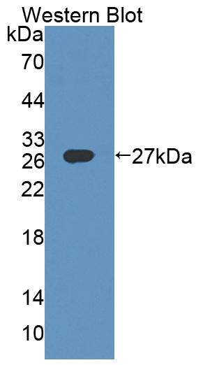 PAC645Hu01.jpg