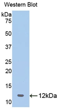 PAC684Hu01.jpg