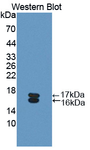 PAC688Hu01.jpg