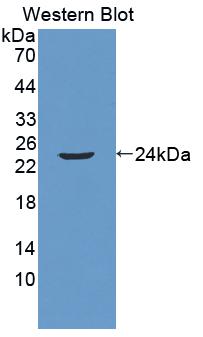 Polyclonal Antibody to Anoctamin 2 (ANO2)