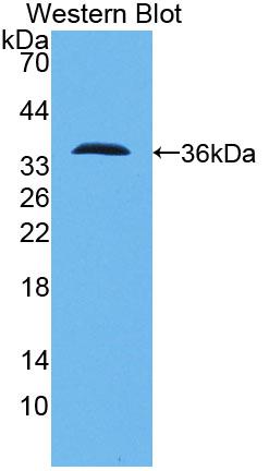 PAC716Hu01.jpg