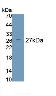 PAC718Ra01.jpg