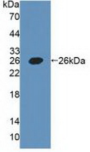 PAC719Hu01.jpg