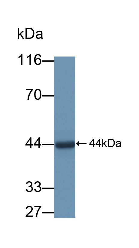 PAC721Hu01.jpg