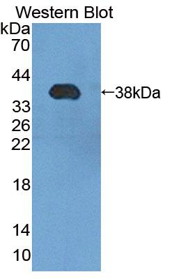 PAC729Hu01.jpg