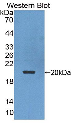 PAC731Hu01.jpg