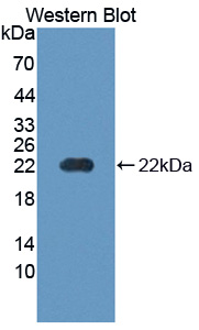 PAC743Hu01.jpg