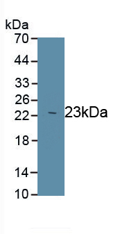 PAC749Ra01.jpg