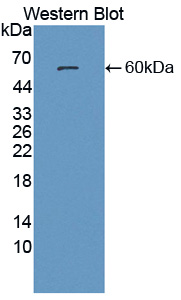 PAC756Hu01.jpg