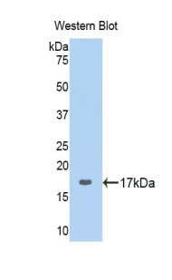 PAC769Hu03.jpg