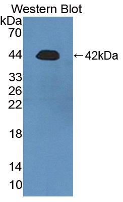 PAC772Hu01.jpg