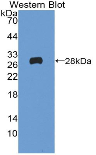 PAC775Hu03.jpg