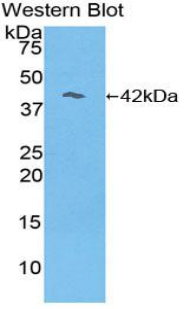 PAC775Mu01.jpg