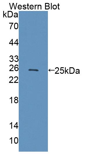 PAC783Hu01.jpg