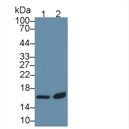 PAC784Hu01.jpg