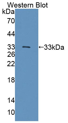 PAC789Mu01.jpg