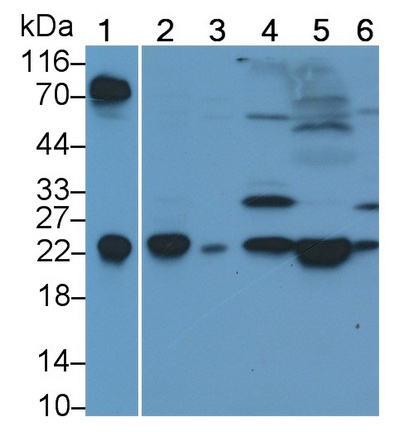 PAC791Ra01.jpg