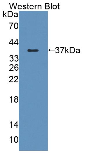 PAC794Hu01.jpg