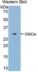 PAC803Hu01.jpg