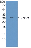 PAC821Hu01.jpg