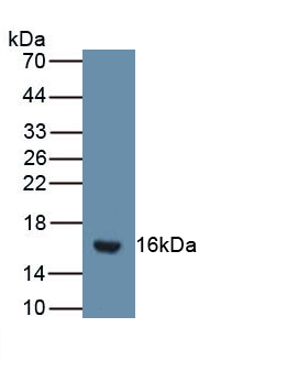 PAC842Mu01.jpg