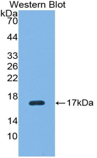 PAC845Mu01.jpg