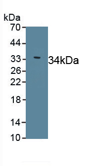 PAC848Hu01.jpg