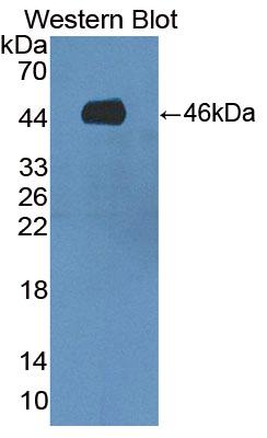 PAC865Hu01.jpg