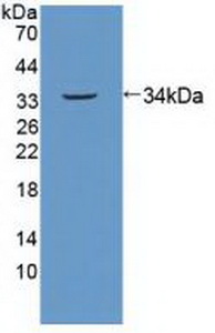 Polyclonal Antibody to Spindlin 1 (SPIN1)