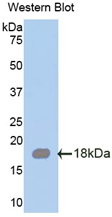 Polyclonal Antibody to Serglycin (SRGN)