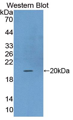 PAC909Hu01.jpg