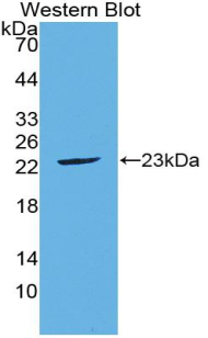 PAC918Hu01.jpg