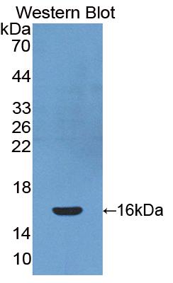 Polyclonal Antibody to Platelet Derived Growth Factor C (PDGFC)