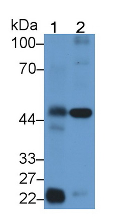 PAC939Hu01.jpg