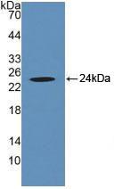 PAC944Hu01.jpg