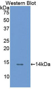 PAC947Hu71.jpg