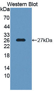 PAC955Hu01.jpg