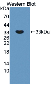 PAC957Hu01.jpg