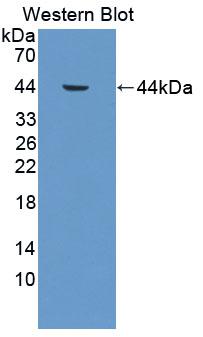 PAC968Hu01.jpg