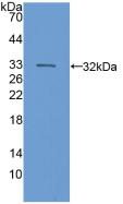 PAC976Hu01.jpg