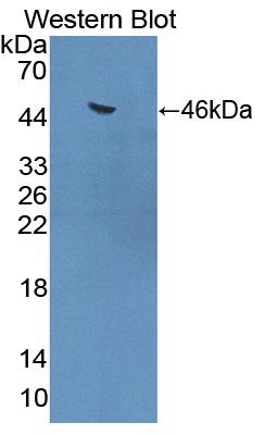 Polyclonal Antibody to Heat Shock 70kDa Protein 6 (HSPA6)