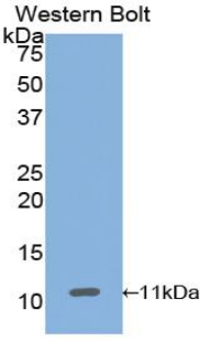 Polyclonal Antibody to Heat Shock 70kDa Protein 8 (HSPA8)