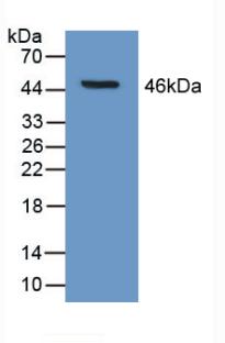 Polyclonal Antibody to Hemoglobin Beta (HBb)