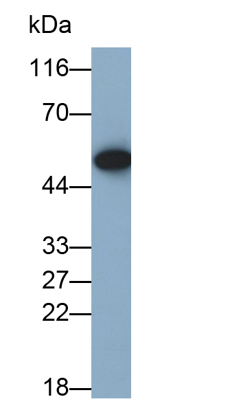 Polyclonal Antibody to Gastric Intrinsic Factor (GIF)