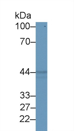 Polyclonal Antibody to Paraoxonase 2 (PON2)