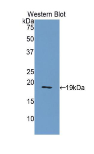 Polyclonal Antibody to Nucleobindin 2 (NUCB2)